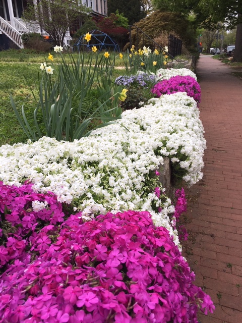 flowers and sidewalk – Sarah Ruffing Robbins