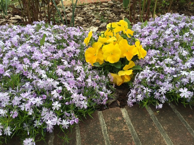 mixed flowers – Sarah Ruffing Robbins